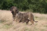 FILA BRASILEIRO 165